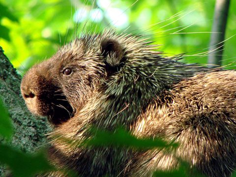 Porcupine