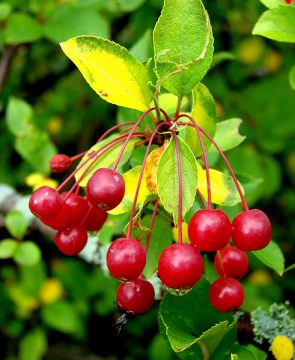 Monticello berries