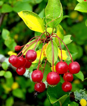 Monticello berries