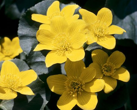 Marsh marigold