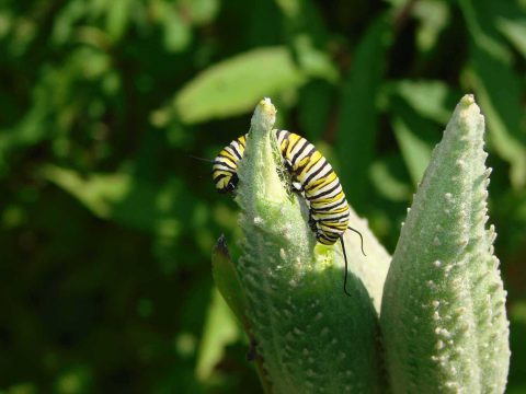 Chenille de monarque