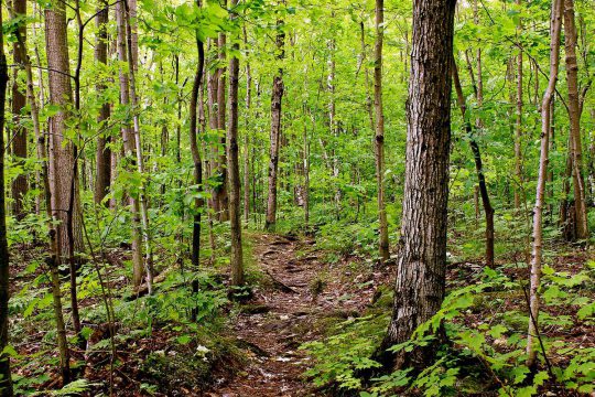 Northeast trail on the C. Thompson Property