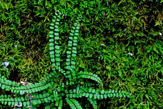 Maidenhair spleenwort found on the C. Thompson Property