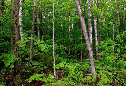 Northeast forest on the C. Thompson Property