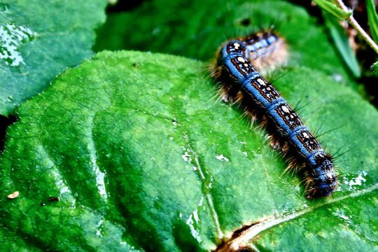 Tent caterpillar found on the C. Thompson Property