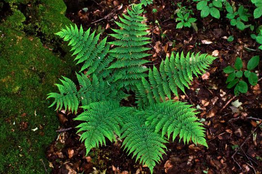 Marginal shield fern found on the C. Thompson Property