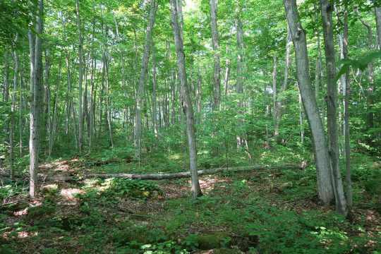 Deciduous hardwood forest