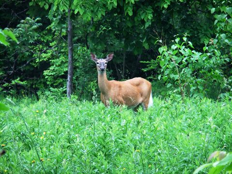 Cerf