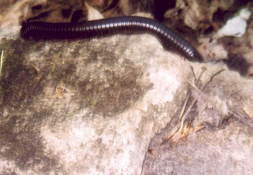 Millipede found on the Yaremko-Ridley Property