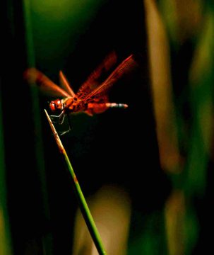 Ruby meadowhawk found on the Yaremko-Ridley Property