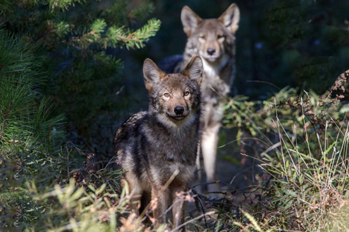 Loups