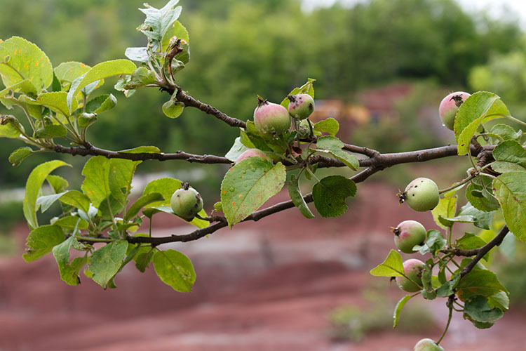 Wild apple trees, Caledon