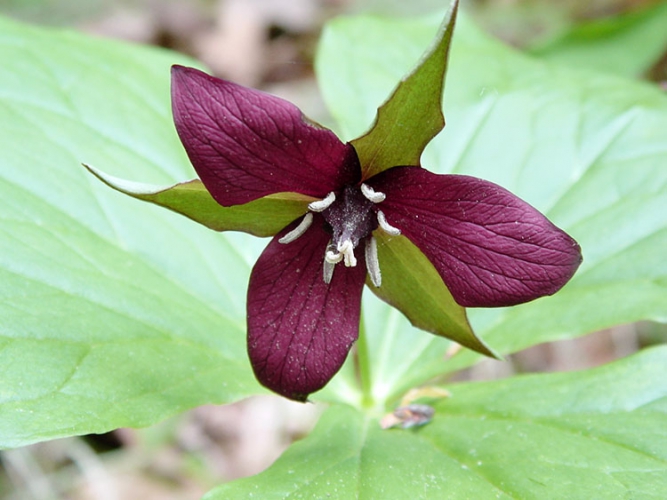 Red trillium