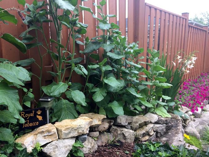 Tobacco plants