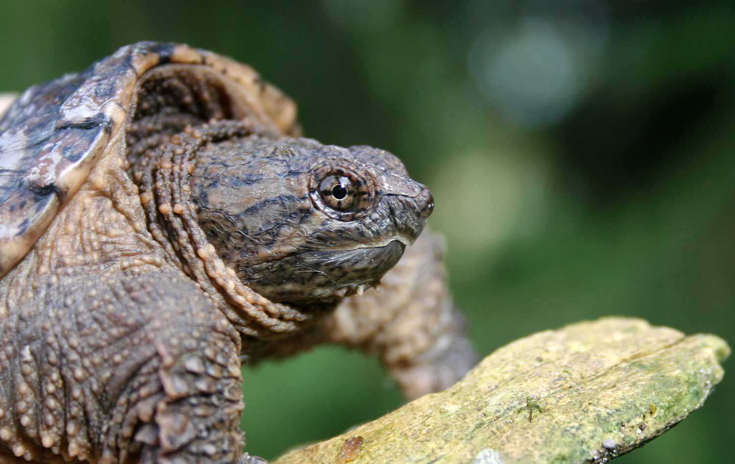 Fleetwood Creek Natural Area snapping turtle