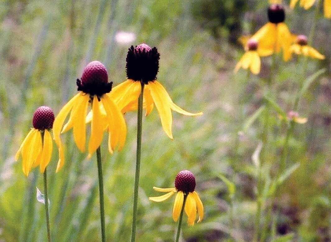 An urban garden with gray-headed coneflower, a native prairie species