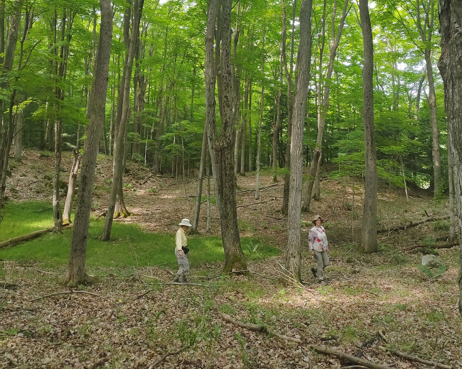 Upland forest (2024)