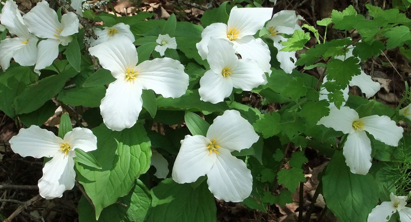 Trilliums at the Fleetwood Creek property, Kawartha Lakes