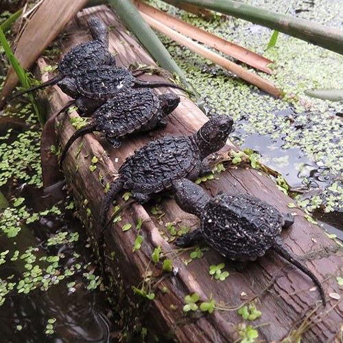 Dundas Turtle Watch, Dundas