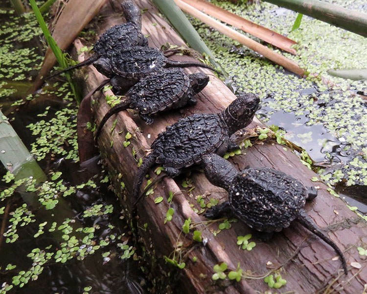 Dundas Turtle Watch, Dundas