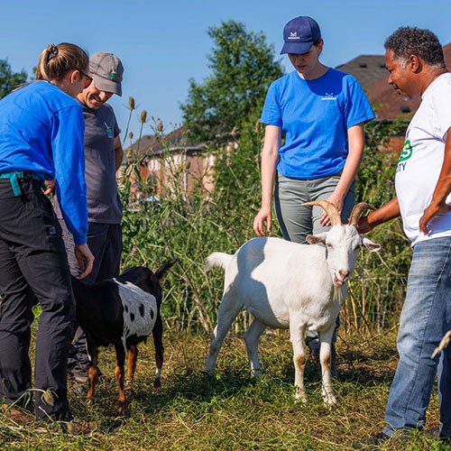 Prescribed Grazing for Invasive Plant Control, Mississauga (Photo: Adam Pulicicchio Photography)