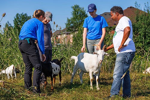 Prescribed Grazing for Invasive Plant Control, Mississauga