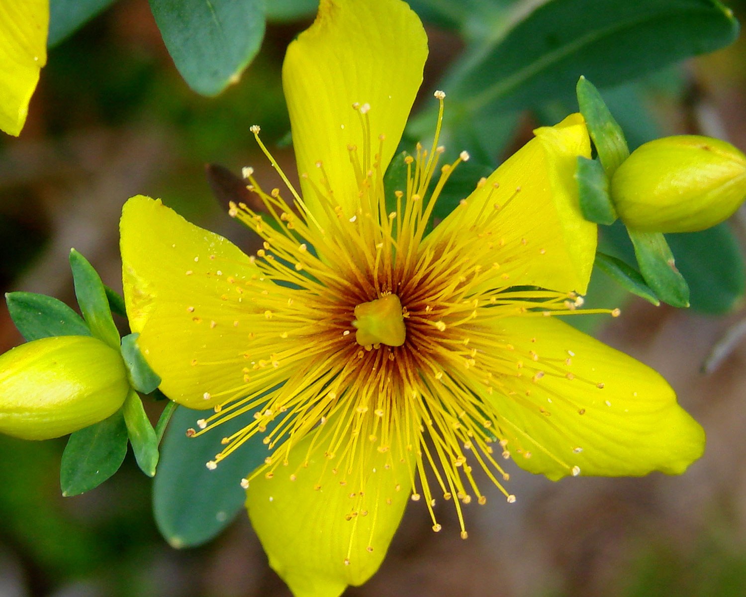 St. John's wort, Clarke Property
