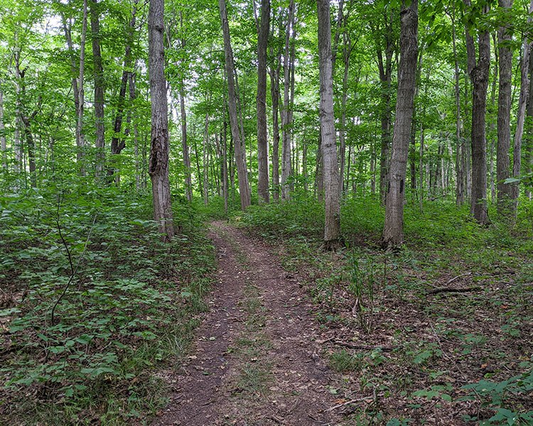Lowland deciduous forest at the Ellis Property
