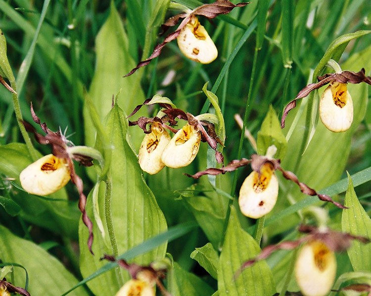 Ladyslippers found at the Tuckerman Property, Kawartha Lakes