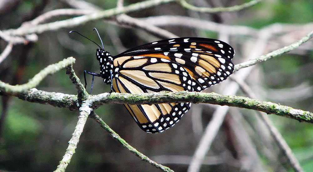 Monarch butterlfy