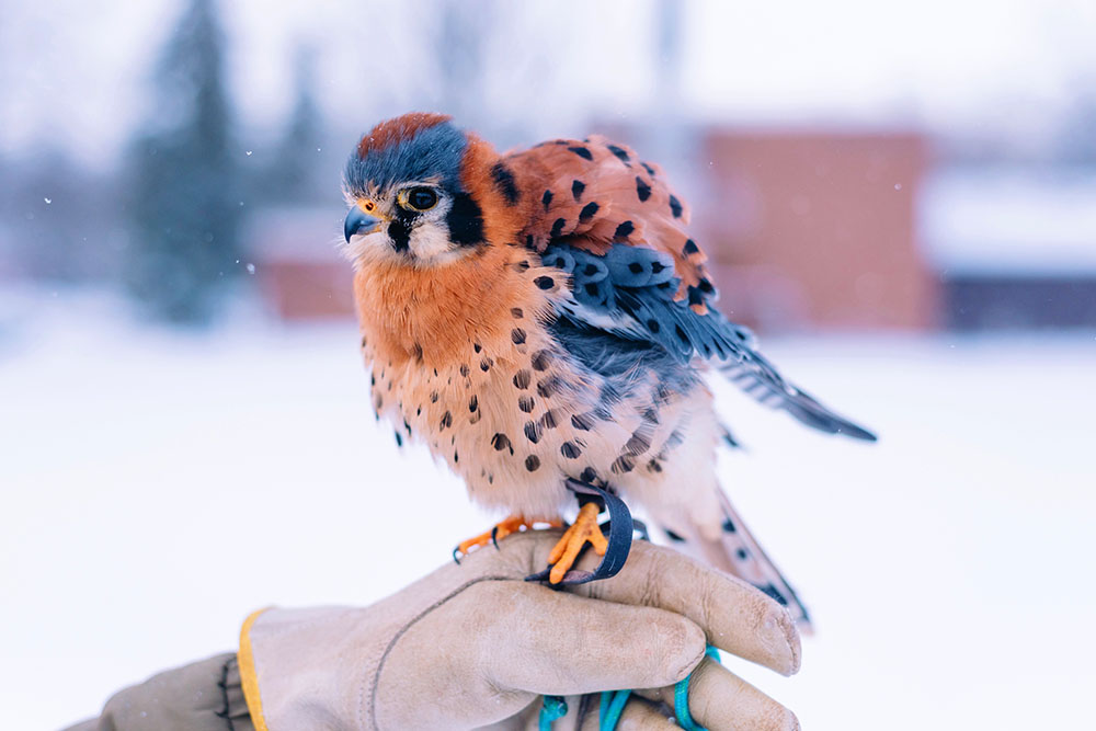 Ruthven-American-Kestrel-Wild-Ontario-1000px.jpg#asset:28694